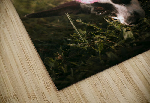 Partied out party animal Jorgo puzzle