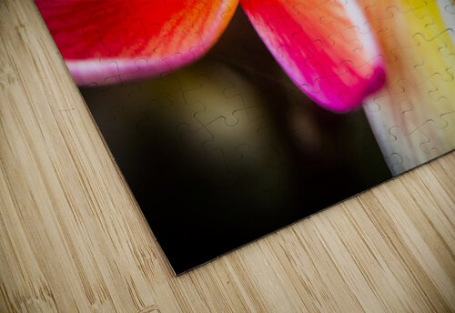 Colorful tropics Jorgo puzzle