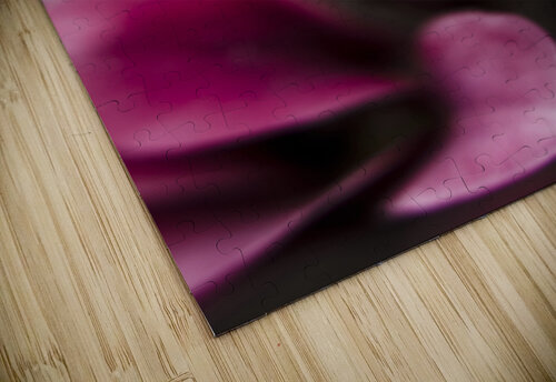 Sparaxis Grandiflora flower macro Jorgo puzzle