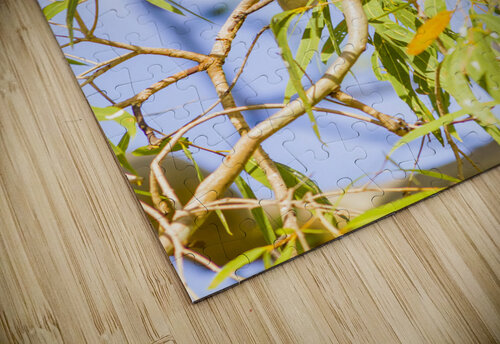 Noisy Minor Jorgo puzzle