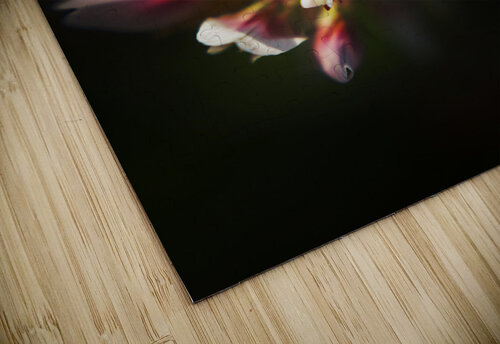 Wild darkness Jorgo puzzle