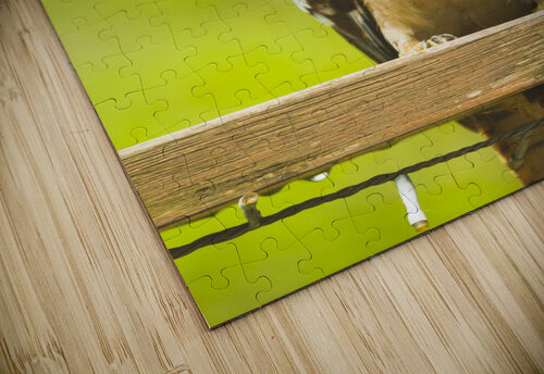 Bush Kookaburra  Jorgo puzzle