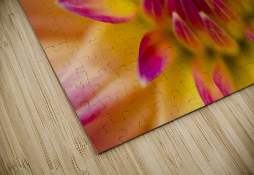 Beautiful colourful flower macro. Spring beauty Jorgo puzzle