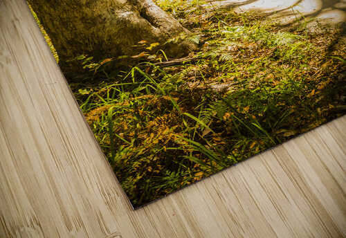 Trailing tales and forest footpaths Jorgo puzzle