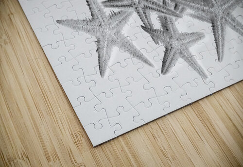 Sea staring Jorgo puzzle