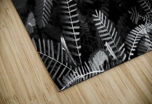 Ferns by the river Jorgo puzzle