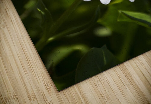 Blossoming Harmony Jorgo puzzle