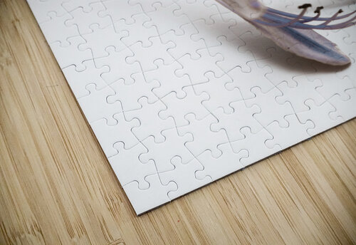 Blue Bell Agapanthus flower  Jorgo puzzle