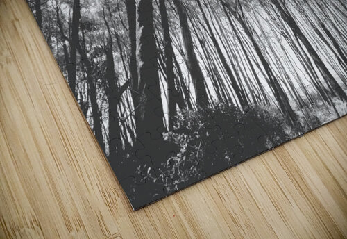 Parallels Jorgo puzzle