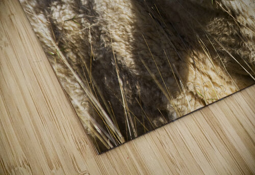 Outback Sheep Jorgo puzzle