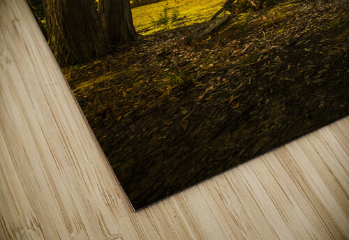 Forest tree vista Jorgo puzzle