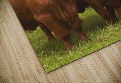 Mountain Cows Jorgo puzzle