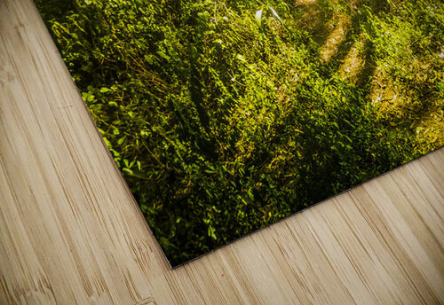 Wander Land  Jorgo puzzle