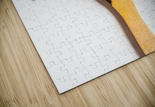 The melt Jorgo puzzle