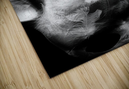 The rabbit hole Jorgo puzzle