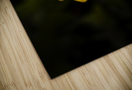 Beginning Of Spring In Flower Jorgo puzzle