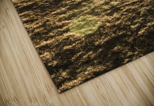 Plain morning Jorgo puzzle