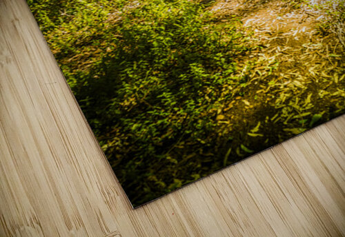 Forgotten forest Jorgo puzzle