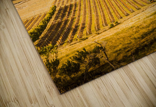 Vineyard harvest landscape Jorgo puzzle