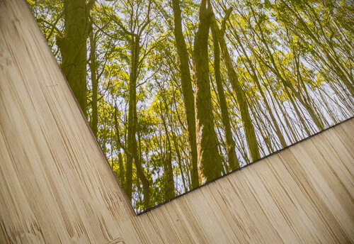 Country wide Jorgo puzzle