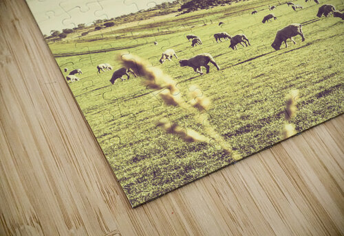 Sheep grazing in rustic Richmond Jorgo puzzle