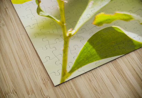 Spotted black crow butterfly  Jorgo puzzle