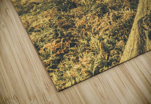 Tasmanian forest sunrise Jorgo puzzle