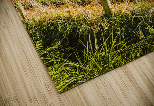 Wynyard Tulips Jorgo puzzle