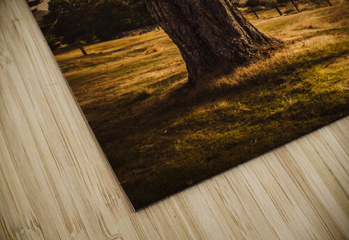 Beautiful autumn tree landscape in a serene park Jorgo puzzle