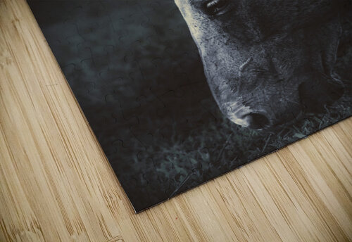 The midnight stallion Jorgo puzzle