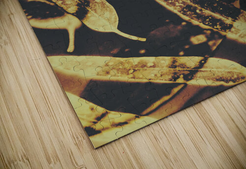 Sepia toned image of floating eucalyptus leaves Jorgo puzzle