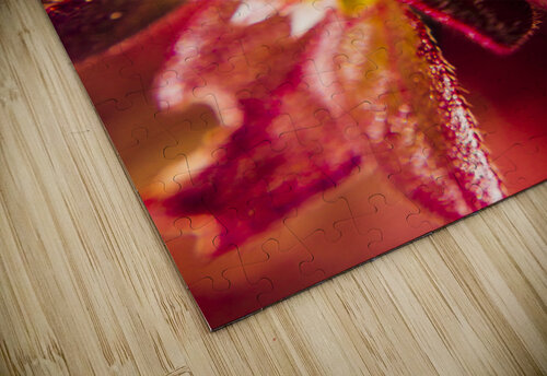 Wildlife wilderness Jorgo puzzle