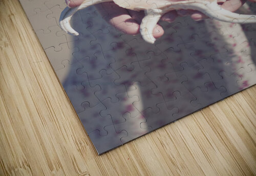 Hands Holding Large Seashell Jorgo puzzle