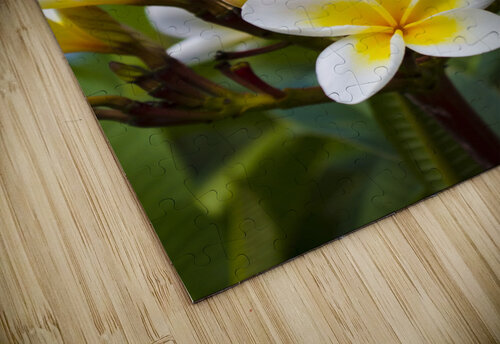 Beautiful white frangipani flowers Jorgo puzzle