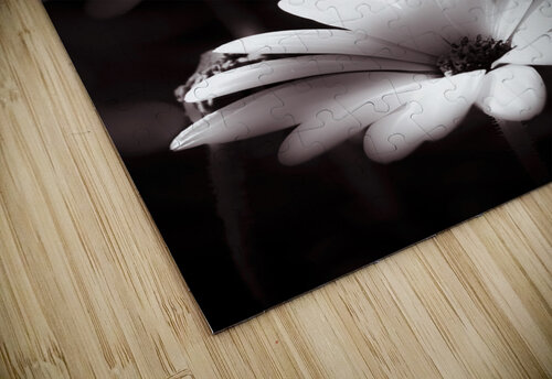 Field Of Daisies Jorgo puzzle