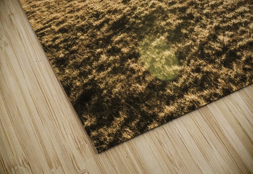 Enigmatic grassland Jorgo puzzle