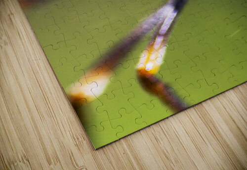 Golden Orb Spider Jorgo puzzle