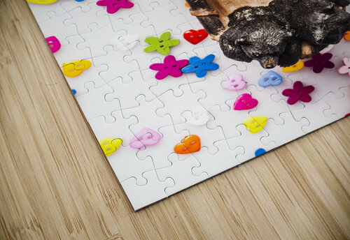 Bears boats and buttons Jorgo puzzle