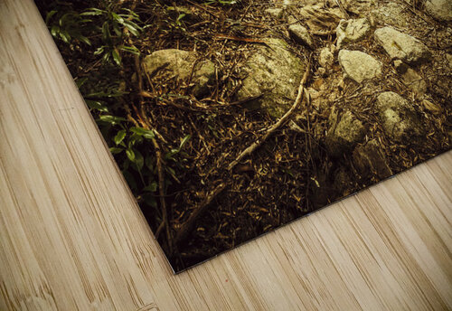 Tasmanian forest path Jorgo puzzle