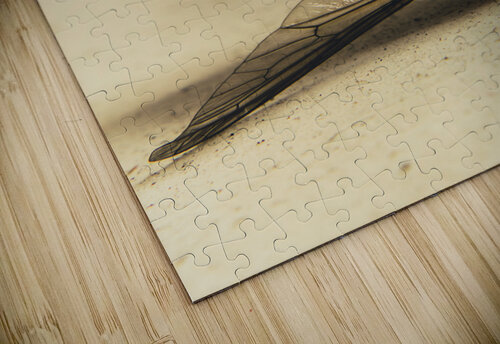 No escape Jorgo puzzle