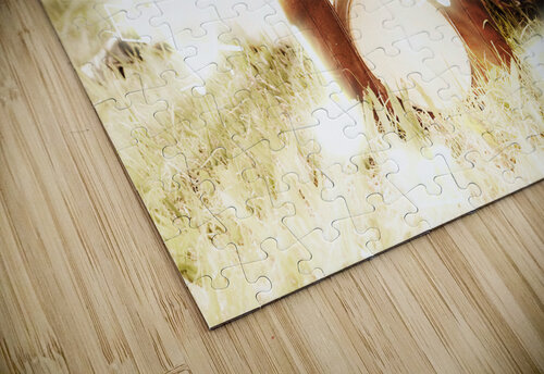 Music Notes Jorgo puzzle