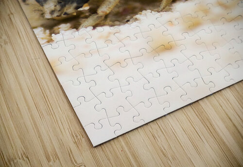 Harry Hermit Crab Jorgo puzzle