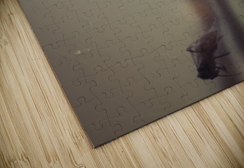 Caught in a web of entrapment Jorgo puzzle