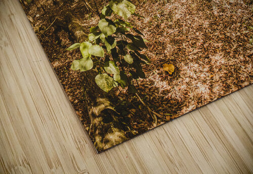 Autumn path obscured by fallen foliage Jorgo puzzle