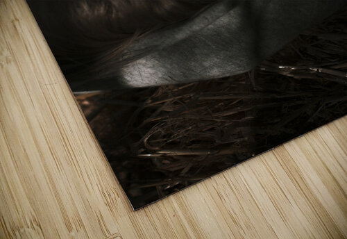 Moon Lit Face Jorgo puzzle