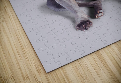 Dog wearing nerd glasses Jorgo puzzle