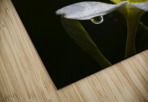 Water Droplet On Frangipani Flower Jorgo puzzle