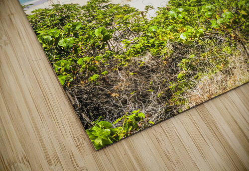 Coastal clearing Jorgo puzzle