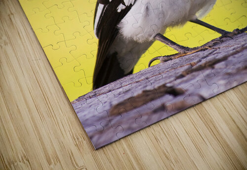 Mr. Magpie Jorgo puzzle