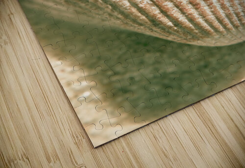 Macro marine minimalism Jorgo puzzle